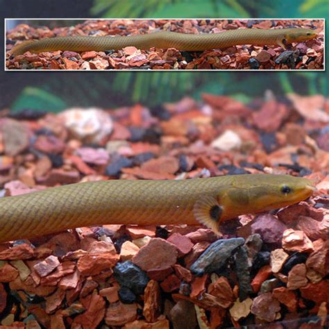 Rope Fish: Tropical Fish for Freshwater Aquariums.